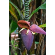 Musa sikkimensis - Bananowiec Darjeeling