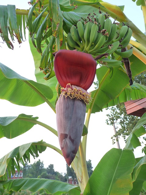 Musa textilis - Banan manilski