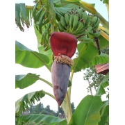 Musa textilis - Banan manilski