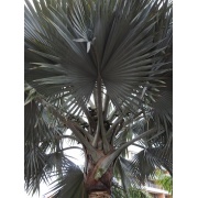 Nannorrhos ritchiana - Mazari palm silver
