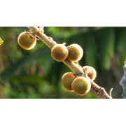 Naranjilla - Solanum quitoense
