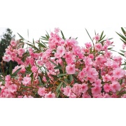 Nerium oleander - Oleander pospolity