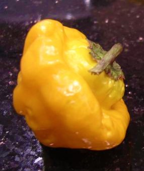 Papryka chili Jamaican Hot Yellow 
