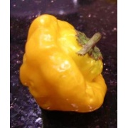 Papryka chili Jamaican Hot Yellow 