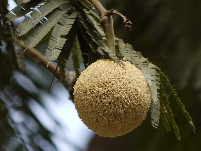 Parkia timoriana - Badminton ball tree 