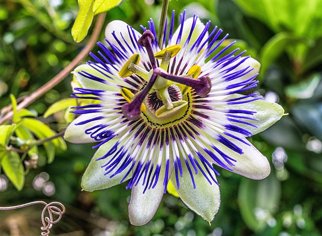 Passiflora caeulea - Błękitna