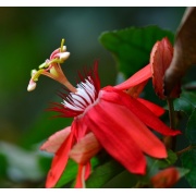 Passiflora coccinea - Czerwona