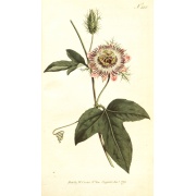 Passiflora foetida - Owadożerna!