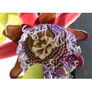 Passiflora quadrangularis - Męczennica olbrzymia