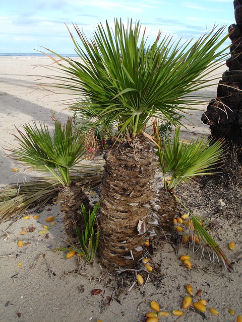 Phoenix roebelenii - Miniaturowa palma