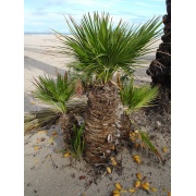 Phoenix roebelenii - Miniaturowa palma