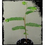 Phyllanthus Emblica - Amala