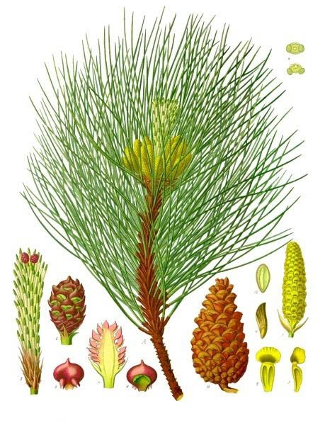 Pinus nigra - Sosna czarna