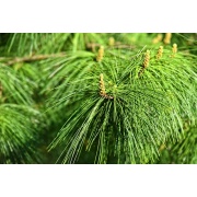 Pinus patula - Sosna meksykańska