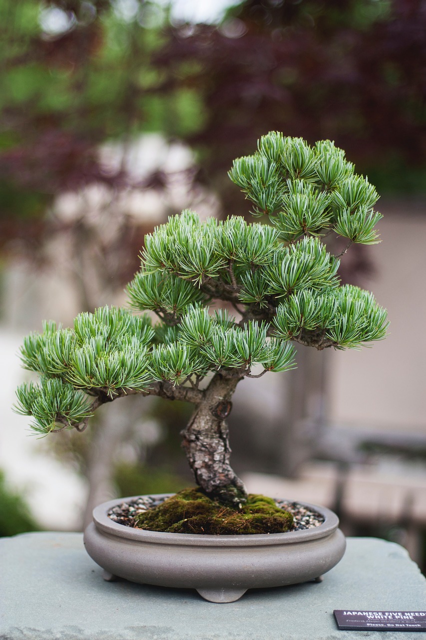 Pinus thunbergii - Sosna Thunberga