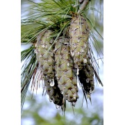 Pinus wallichiana - Sosna himalajska