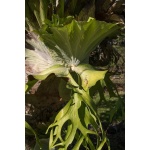 Platycerium superbum - Łosia rogi