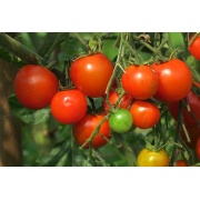 Pomidor Alicante
