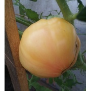 Pomidor biały Beefsteak
