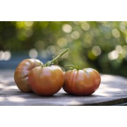 Pomidor Black Krim