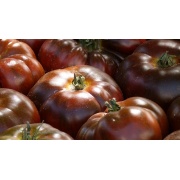 Pomidor Brandywine czarny