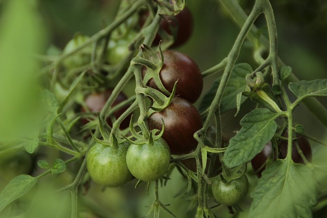 Pomidor brązowy koktajlowy