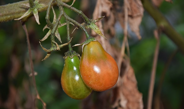 Pomidor brązowy Pear