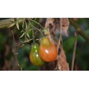 Pomidor brązowy Pear
