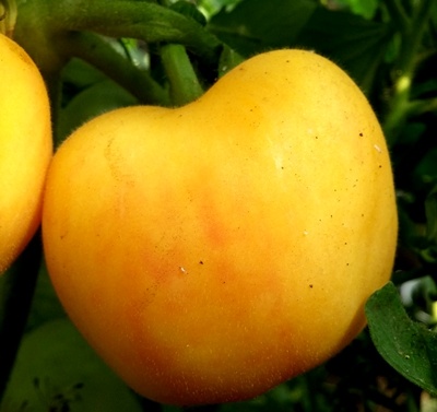 Pomidor brzoskwiniowy - Garden Peach