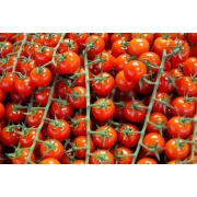 Pomidor Gardener's Delight