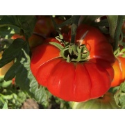 Pomidor Gigantomo 
