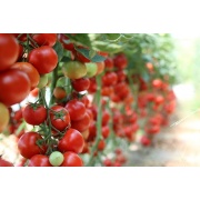 Pomidor gruntowy Koralik