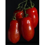 Pomidor gruntowy Scatolone 2
