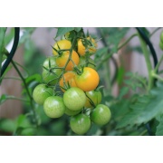 Pomidor koktajlowy Sungella