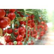 Pomidor niemiecki gruntowy - Harzfeuer F1