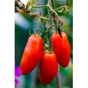 Pomidor San Marzano 3