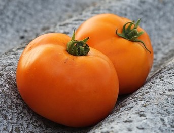 Pomidor Valencia