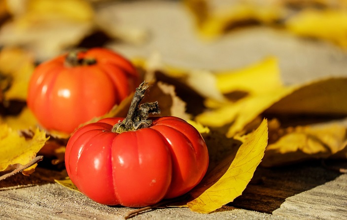 Pomidor włoski Marmande Superprecoce