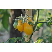 Pomidorek koktajlowy - Yellow Pear