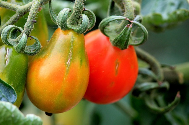 Pomidorek - Red Pearl