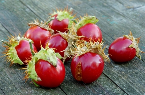 Psianka stuliszolistna - Pomidor Liczi
