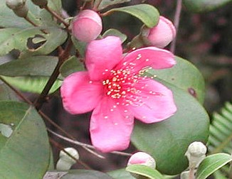 Rhodomyrtus tomentosa - Mirt Różany