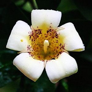 Rothmannia capensis