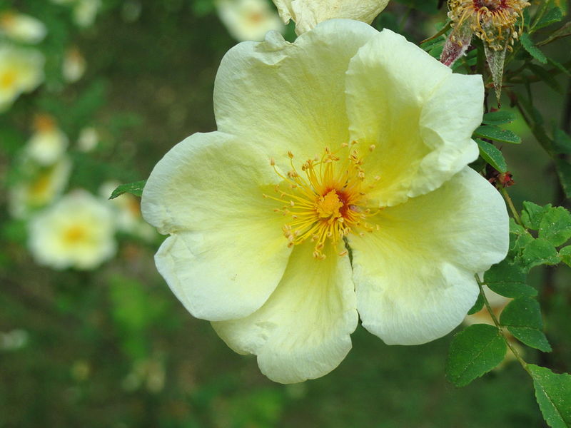 Róża żółta - Rosa xanthina