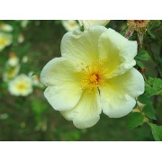 Róża żółta - Rosa xanthina