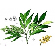 Sapindus saponaria - Orzech mydlany