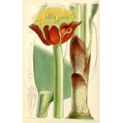 Scadoxus membranaceus - Krasnokwiat