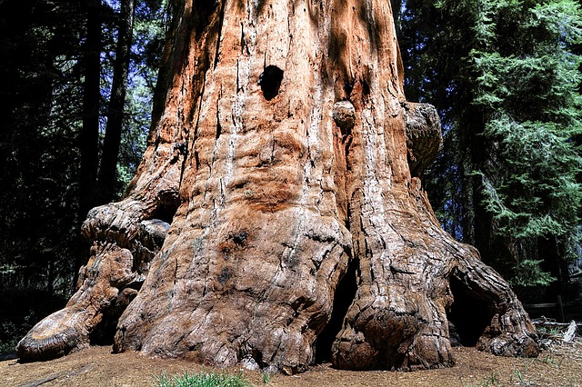 Sequoia sempervirens - Sekwoja gigant