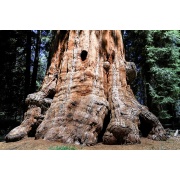 Sequoia sempervirens - Sekwoja gigant