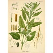 Sezam indyjski - Sesamum indicum - czarne nasiona